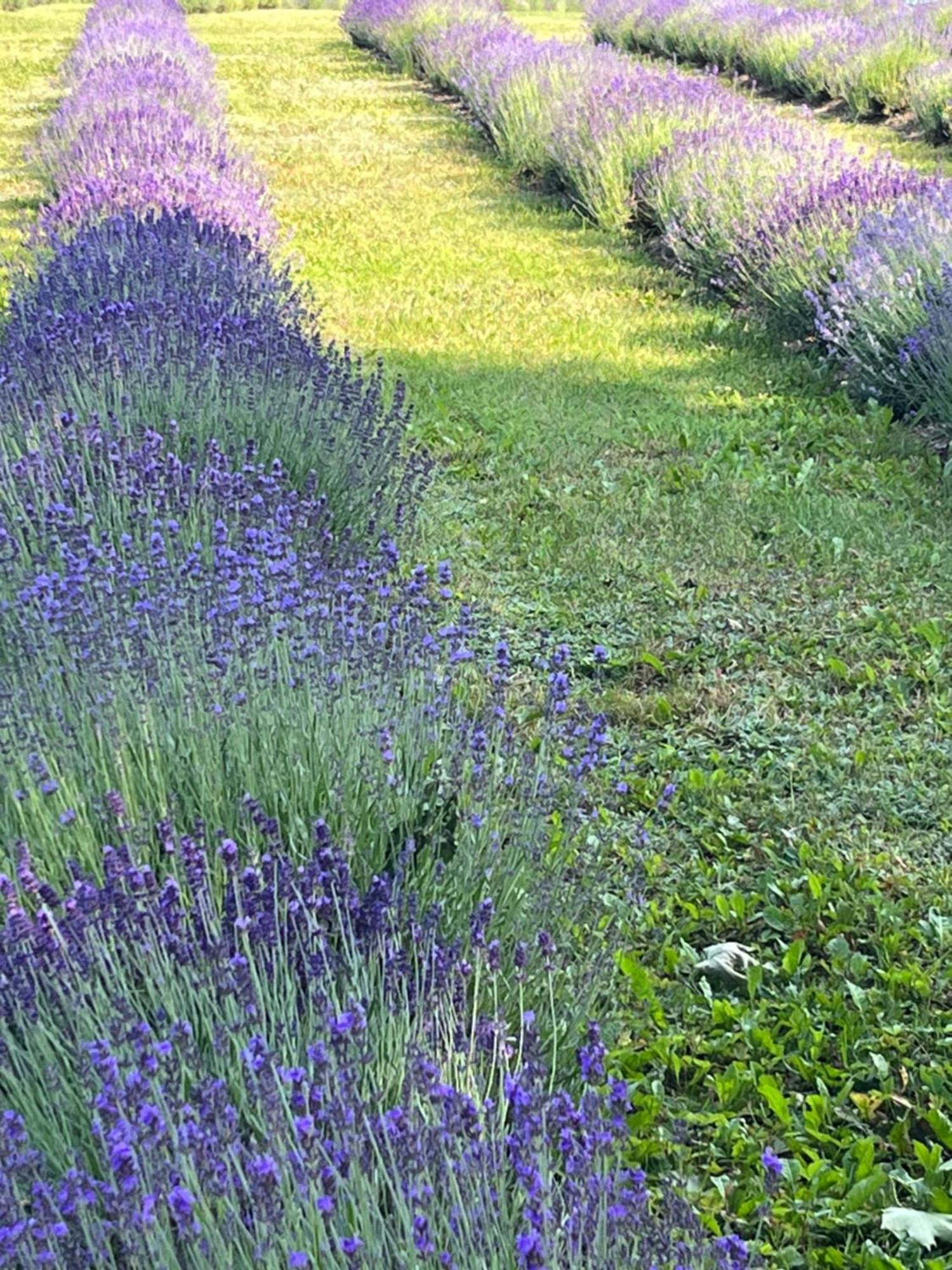 Lavender Village Kiemeliai Exterior photo