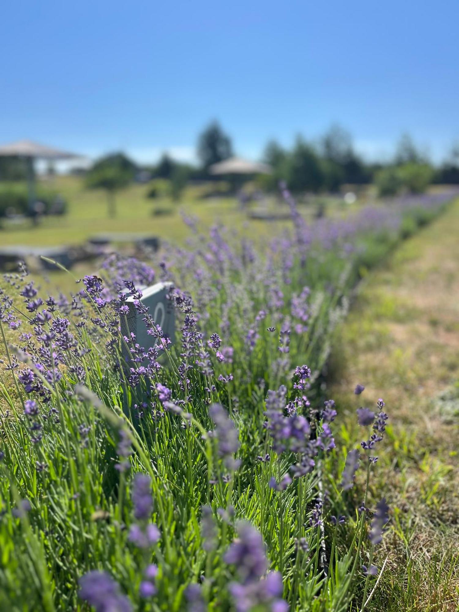 Lavender Village Kiemeliai Exterior photo