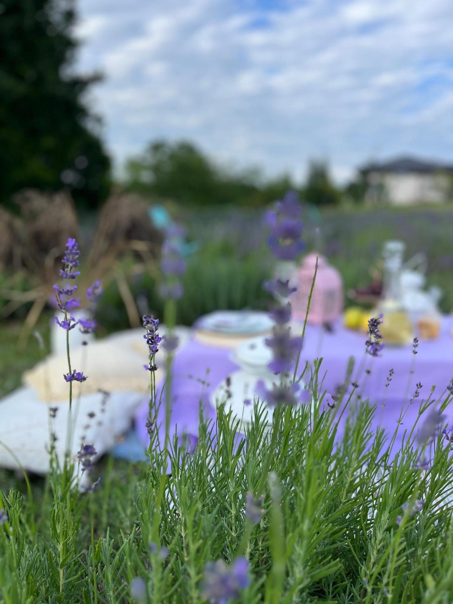 Lavender Village Kiemeliai Exterior photo